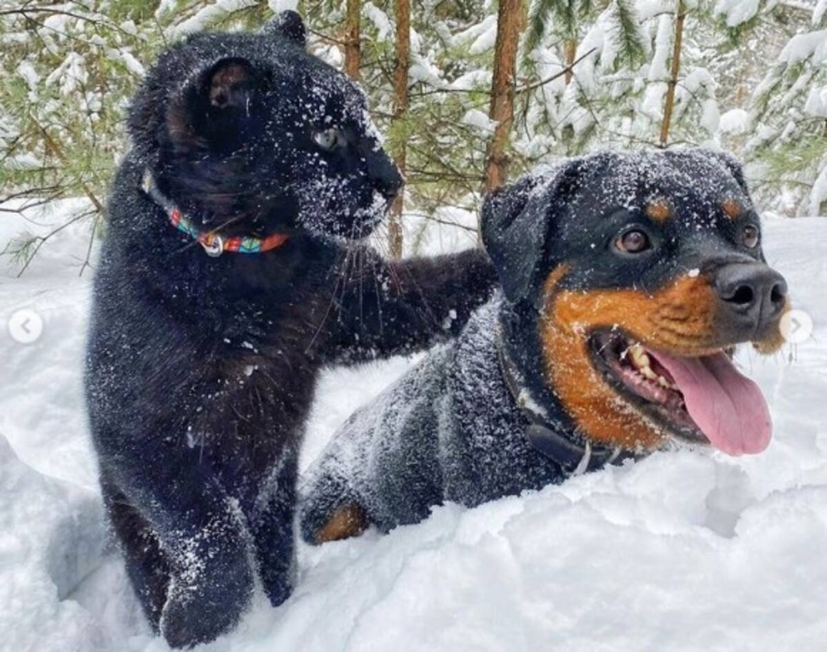 母親に捨てられた黒豹の赤ちゃん 飼い犬と深い絆を結び犬化が加速中 シベリア 21年3月16日 エキサイトニュース