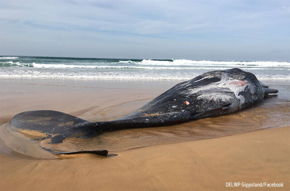 ダイオウイカと死闘を繰り広げていたマッコウクジラの死体が打ち上げられる オーストラリア 21年3月16日 エキサイトニュース