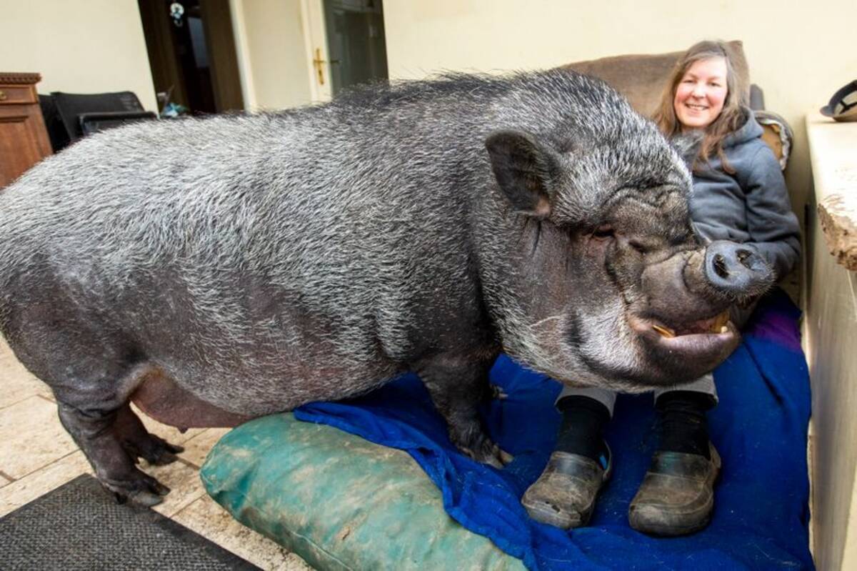 ミニブタだと言われて飼った豚が100キロを超えた件 イギリス 21年3月日 エキサイトニュース