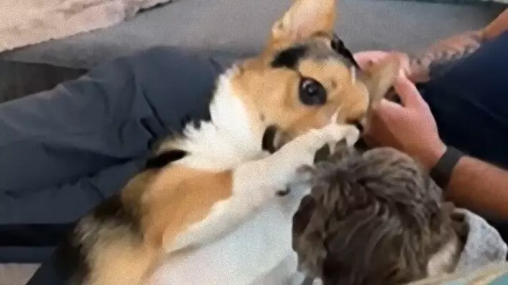 コーギー犬が台所で盗み食い だがその足元には共犯者がいた 年8月26日 エキサイトニュース