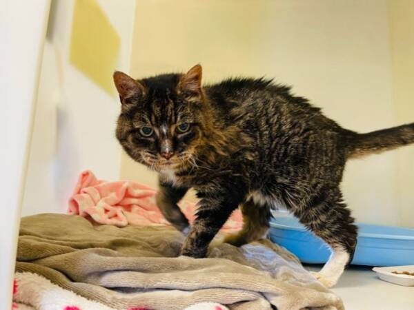 年間行方不明だった猫が飼い主と奇跡の再会 最期は飼い主に見送られ虹の橋へ 21年3月26日 エキサイトニュース 年間行方不明だった猫が飼い主と奇跡の再会 最期は飼い主に見送られ虹の橋へ 21年3月26日 エキサイトニュース