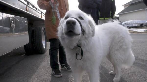 散歩中に飼い主が突然発作 犬が体を張って車を止め 助けを求める カナダ 21年3月28日 エキサイトニュース