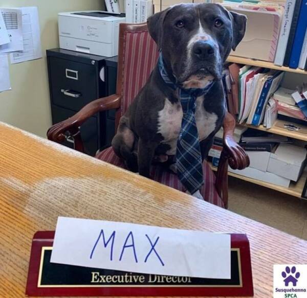 一年半も引き取りてが現れなかった犬 施設のアイデアでついに永遠の家が見つかる アメリカ 21年4月17日 エキサイトニュース