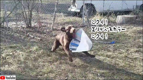 ニクイ エリザベスカラー ニクイ 犬による1週間後の復讐 21年4月12日 エキサイトニュース