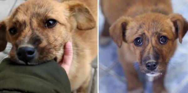 路上をさまよっていた捨て犬は 藁をもつかむ思いでカップルの後をついて行った その姿に心打たれたカップルは 21年4月11日 エキサイトニュース