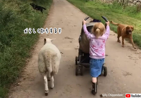 羊の犬化 母親から育児放棄された羊 飼い犬と一緒に育てたところ自分を犬だと思い込むように 21年4月12日 エキサイトニュース