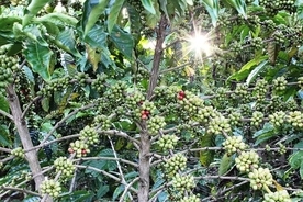 コーヒーの廃棄物が森を劇的に回復させるという研究結果が報告される