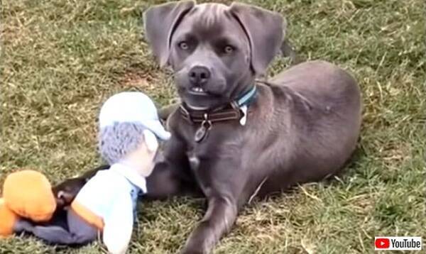 うちの犬がバグった 愉快なわんこズのやらかしちゃったかもしれないシーン総集編 21年4月15日 エキサイトニュース