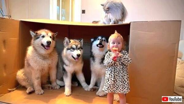 ダンボール箱が一つあればみんなハッピー マラミュートと赤ちゃんと猫と箱 21年4月17日 エキサイトニュース