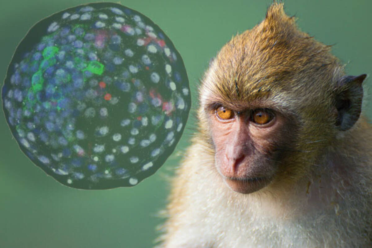 一部が猿で一部が人間 サルとヒトを融合したキメラ胚を生み出し 19日間成長させることに成功 21年4月19日 エキサイトニュース