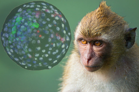 一部が猿で一部が人間。サルとヒトを融合したキメラ胚を生み出し、19日間成長させることに成功