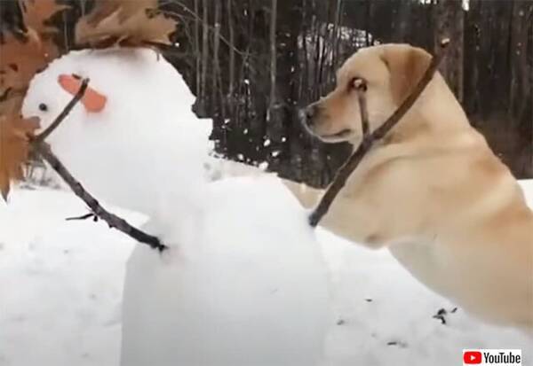 雪だるまは敵 見つけ次第全力で破壊していく犬 21年4月28日 エキサイトニュース