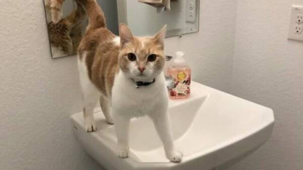 洗面台 関係ないね 猫 洗面所ですっくと立ってモフを要求 その眼差しの熱さがかわいいんじゃ 21年4月24日 エキサイトニュース