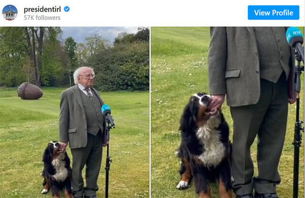 これは甘い放送事故。アイルランド大統領が記者会見中、愛犬が手を甘噛みしまくっている件