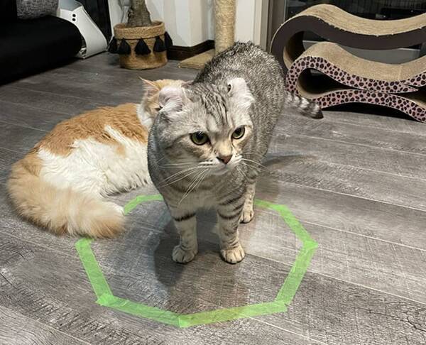 猫がテープを張っただけの平面の図形に転送されがちなのは 大好きな箱に見えるからという科学研究 21年5月9日 エキサイトニュース