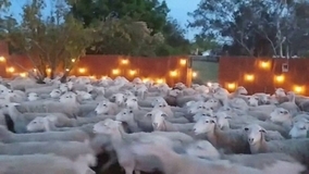 襲来事案。200匹もの羊の群れが突然のお宅訪問、いったい何が？（アメリカ）