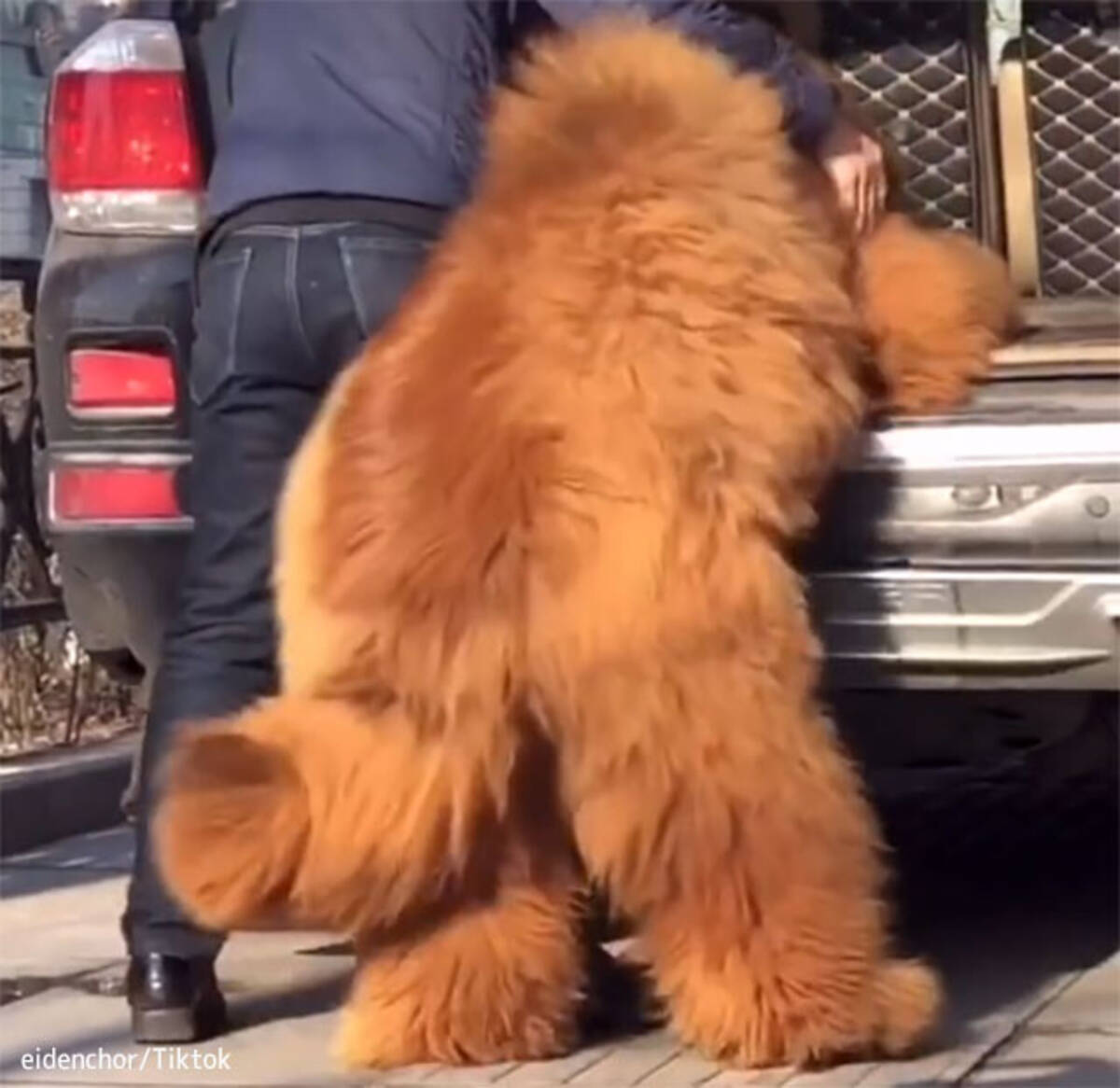 犬というより熊 重さ136キロのチベタン マスティフは車に乗り込むのも一苦労 21年5月12日 エキサイトニュース
