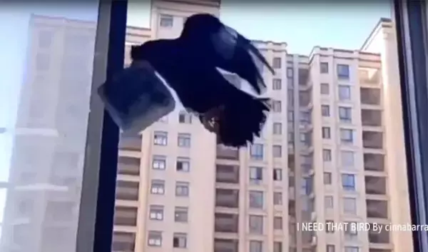 こ、これは！鳥を調教して街に落ちているお札を集めまくる人