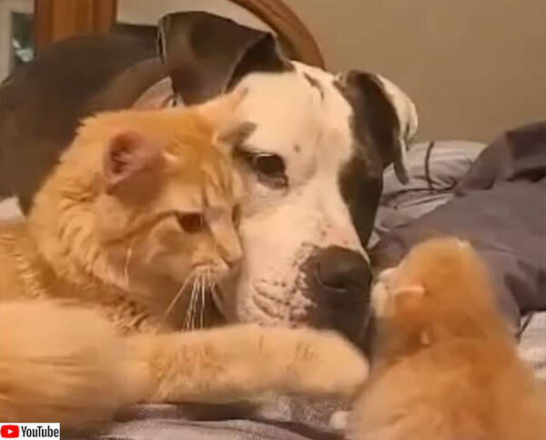 異種フレンズのやさしい世界 犬と母猫が仲良く並んで子猫を見守る 21年5月日 エキサイトニュース