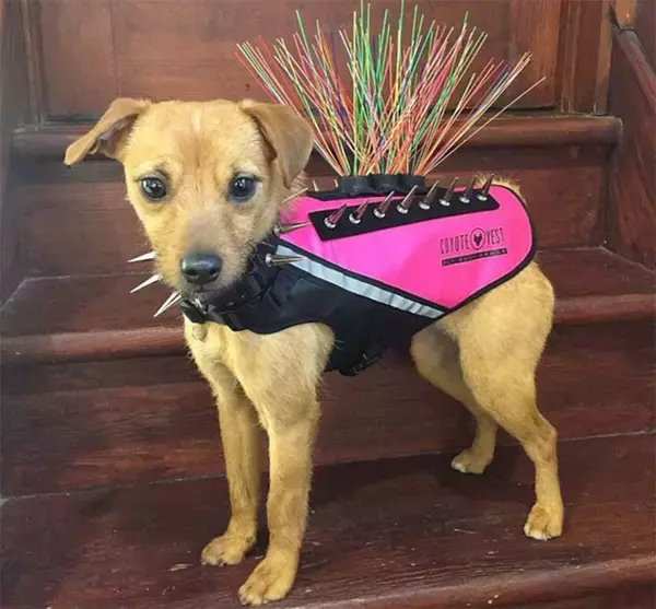 なんという世紀末覇者風。ハクトウワシから犬や猫の身を守るためのトゲトゲとスパイクがついたボディアーマー（アメリカ）