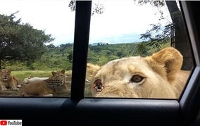 大びっくり！ライオンなら車のドアを余裕で開けられる件