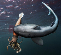 エビを食べていたらサメに捕食されたイカ。珍しい化石が発見される