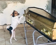 亡くなった飼い主の棺から離れようとせず、悲しみを伝えるかのように鳴き続ける犬（ブラジル）