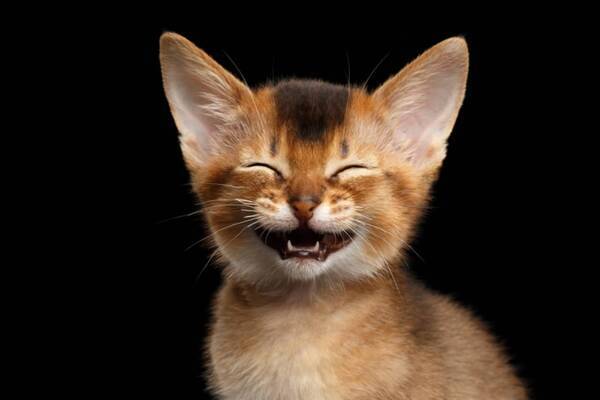 動物も笑う それは声に現れる 少なくとも65種の動物は遊びながら笑うことが判明 21年5月29日 エキサイトニュース