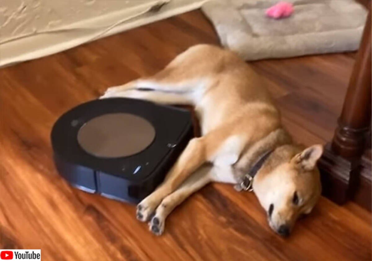 ど根性柴犬 お掃除ロボットがきても退かぬ 媚びぬ 省みぬ 21年5月30日 エキサイトニュース