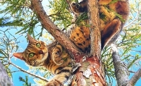 「早く助けに来てぇ！」高い木の上の猫ズ、雨や風や嵐の中ひたすら助けを待つ