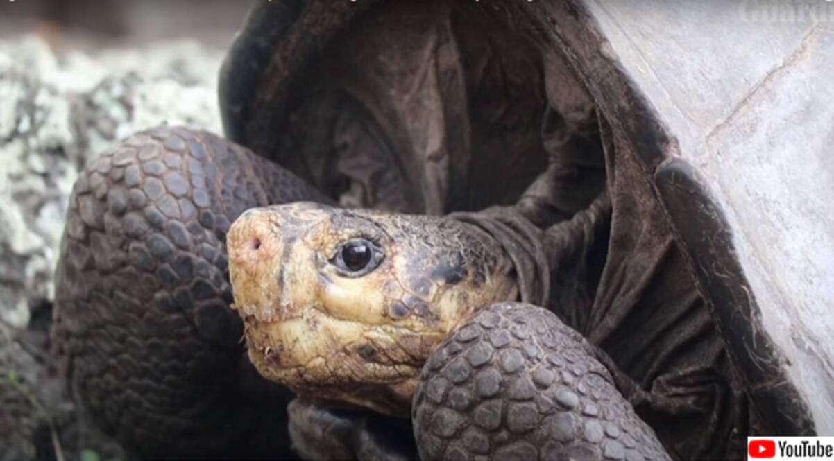 またしてもうれしいニュース 100年以上前に絶滅したと思われていた野生のガラパゴスゾウガメが再発見される 21年6月4日 エキサイトニュース