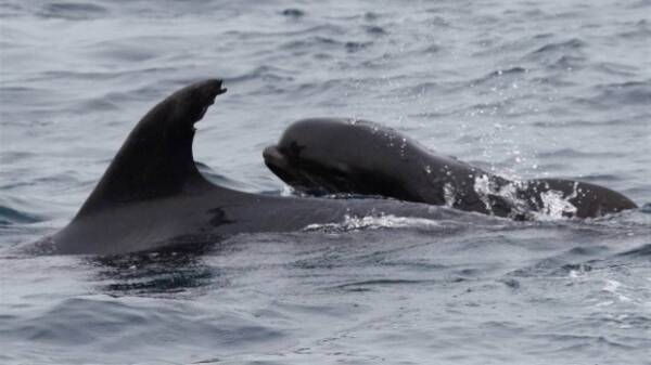 我が子を失くしたイルカの母さんがクジラの赤ちゃんを育てていた 21年6月6日 エキサイトニュース
