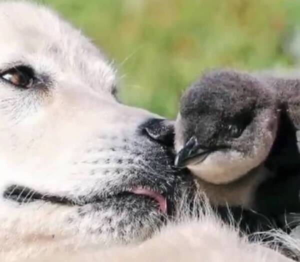 Rip ペンギンの群れを天敵から10年間守り続けた牧羊犬が虹の橋へ オーストラリア 21年6月8日 エキサイトニュース