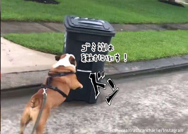 ゴミ箱は敵 ゴミ箱を見かけると体当たりして倒そうとする犬 21年6月13日 エキサイトニュース