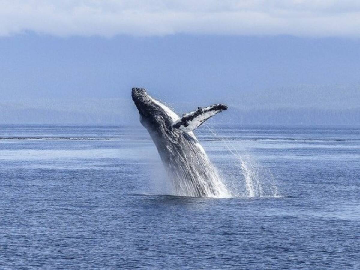 リアルに存在した クジラに飲み込まれ 吐き出された男性がその心境を語る 21年6月14日 エキサイトニュース