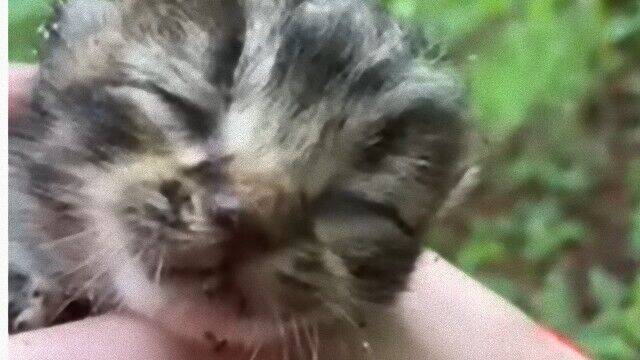 愛犬と散歩中に子猫を発見 と思ったらボブキャットベイビーだった ボブキャット赤ちゃんとコーギー 森の中での出会い 21年6月15日 エキサイトニュース