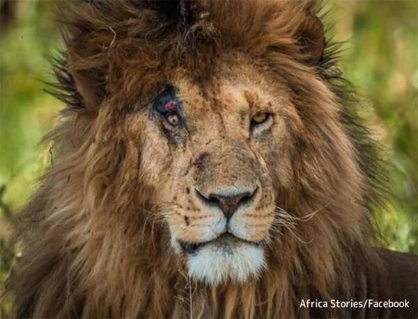 Rip 世界で最も有名なライオン スカーフェイス が14歳で天命を全うする ケニア 21年6月日 エキサイトニュース
