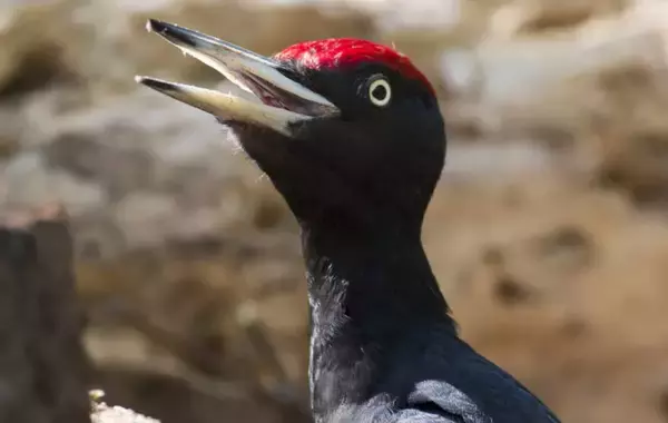 キツツキは大切なものを破壊していきました。新しいカメラを突きまくって壊す