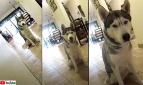 ワン と言っても無視されるので ニャォ と鳴いてみた犬 猫すぐさま反応 21年6月24日 エキサイトニュース