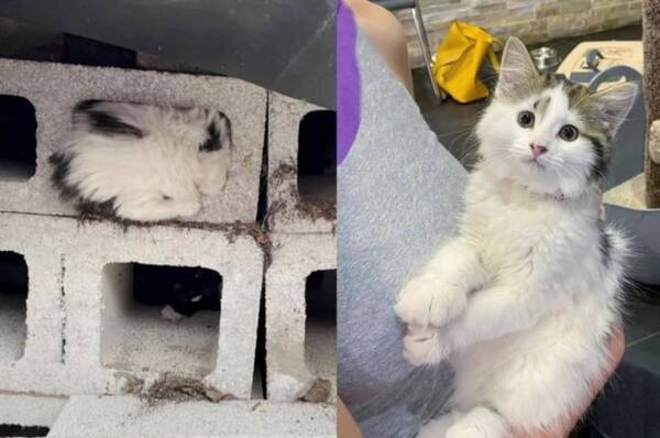 母親に置き去りにされ ブロックに擬態していた野良の子猫 人間に保護され美しい猫に大変身 カナダ 21年6月24日 エキサイトニュース