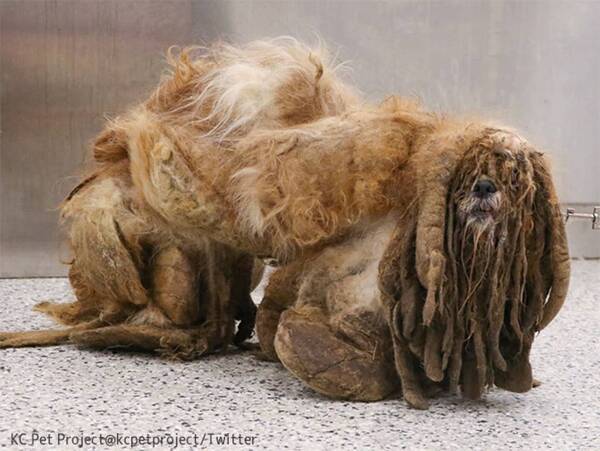 謎生物の状態で発見されたシーズー犬 3キロの毛の塊をカットし愛らしい姿に生まれ変わる 21年6月26日 エキサイトニュース