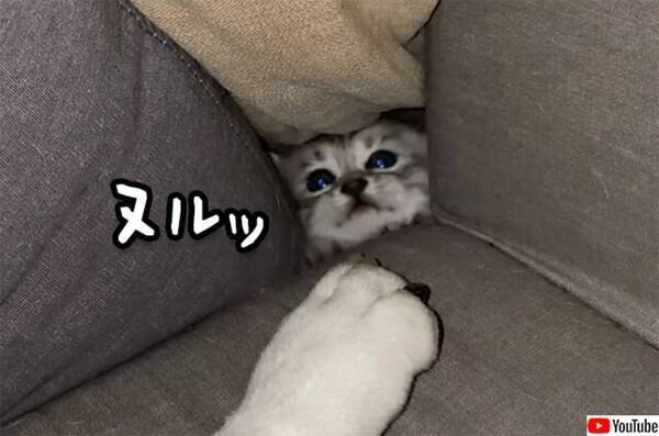 子猫がヌルッとソファの隙間から出て犬の足を攻撃 でまた隙間から退場 21年6月29日 エキサイトニュース