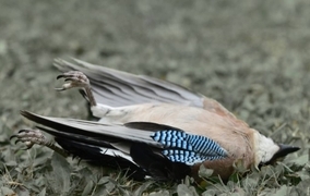アメリカ各地で原因不明の病による鳥の大量死が発生中。死んだ鳥に触らないよう警告が出される