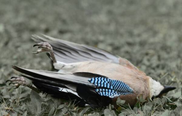 アメリカ各地で原因不明の病による鳥の大量死が発生中 死んだ鳥に触らないよう警告が出される 21年6月26日 エキサイトニュース