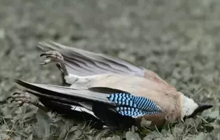 アメリカで渡り鳥が謎の大量死 山火事が原因か アメリカ 鳥死骸閲覧注意 年9月18日 エキサイトニュース