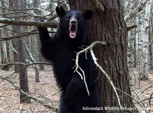 ニューヨークで 人間に無害 なアメリカクロクマが脱走 目撃情報が呼びかけられる 21年6月27日 エキサイトニュース ニューヨークで 人間に無害 なアメリカクロクマが脱走 目撃情報が呼びかけられる 21年6月27日 エキサイトニュース
