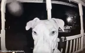 こんなにかわいい犬だったなんて 毛を刈った後の保護犬の姿にびっくり 21年6月30日 エキサイトニュース