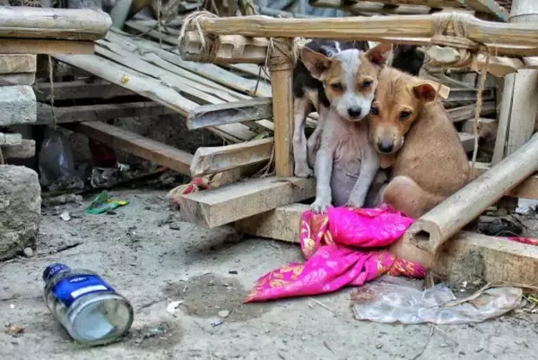 27年にわたり数万匹の野良犬や猫を救い続けてきた僧侶（中国）