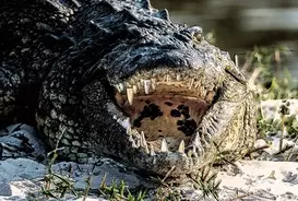 都市伝説 後頭部にもう1つの小さな顔があり 邪悪な人格を持っていたと言われる エドワード モードレイク の物語 21年7月11日 エキサイトニュース