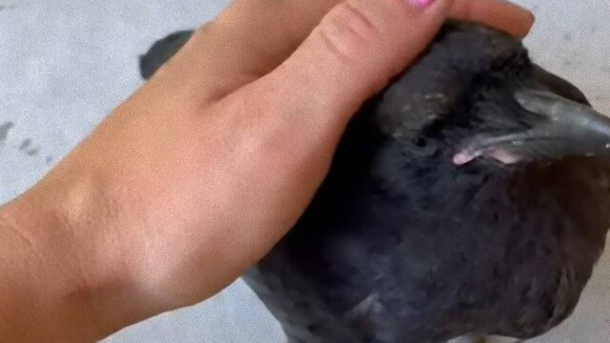 カラスが突然やってきた 幼いカラス 牧場を営むお宅に舞い降りおやつをもらって撫でてもらう 21年7月6日 エキサイトニュース